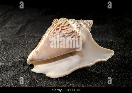 Strombus raninus seashell on a dark background Stock Photo