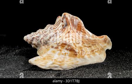 Strombus raninus seashell on a dark background Stock Photo