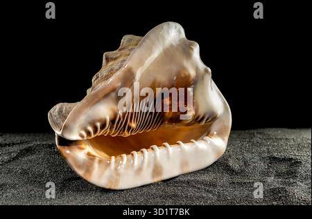 King Helmet seashell on a dark background Stock Photo
