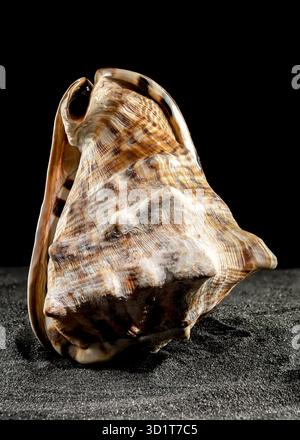 King Helmet seashell on a dark background Stock Photo