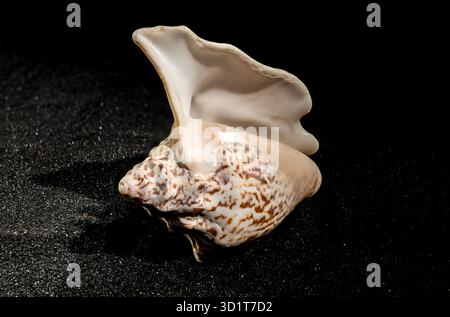 Strombus raninus seashell on a dark background Stock Photo