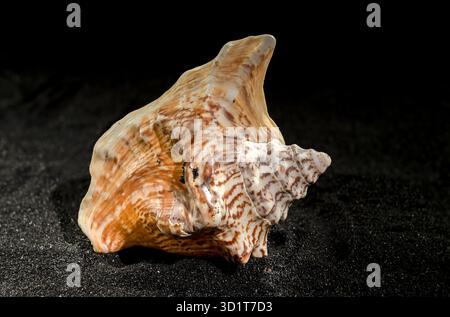 Strombus raninus seashell on a dark background Stock Photo