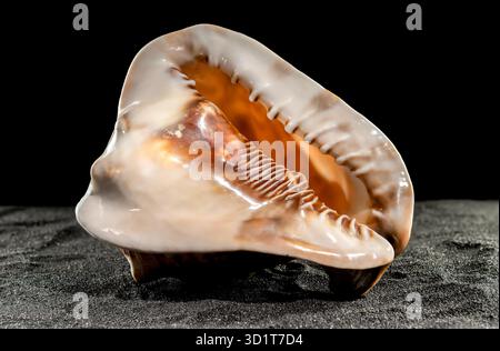 King Helmet seashell on a dark background Stock Photo