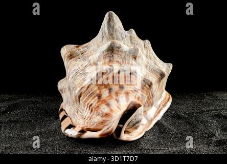 King Helmet seashell on a dark background Stock Photo