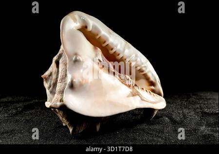 King Helmet seashell on a dark background Stock Photo