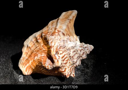 Strombus raninus seashell on a dark background Stock Photo