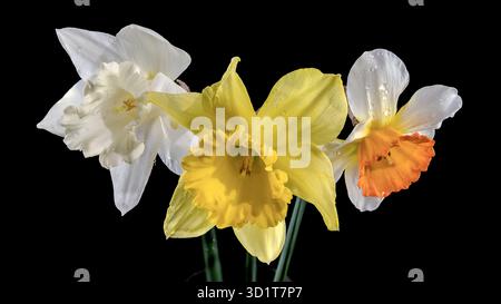 White and yellow daffodils on a black background Stock Photo