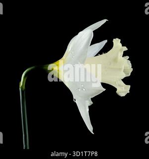 White daffodil on a black background Stock Photo