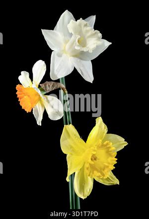 White and yellow daffodils on a black background Stock Photo