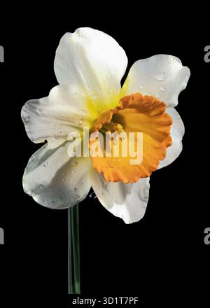 White and yellow daffodil on a black background Stock Photo