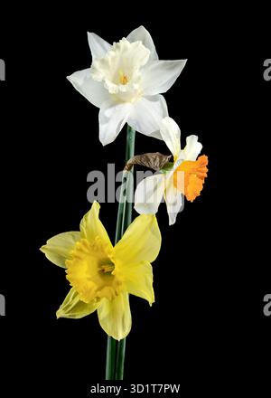 White and yellow daffodils on a black background Stock Photo