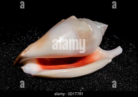 Strombidae Seashell on a black sand background Stock Photo