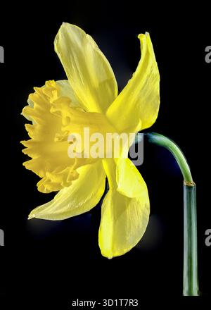 Yellow daffodil on a black background Stock Photo