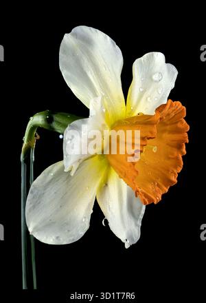 White and yellow daffodil on a black background Stock Photo
