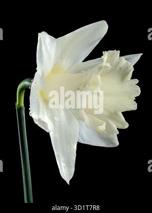 White daffodil on a black background Stock Photo