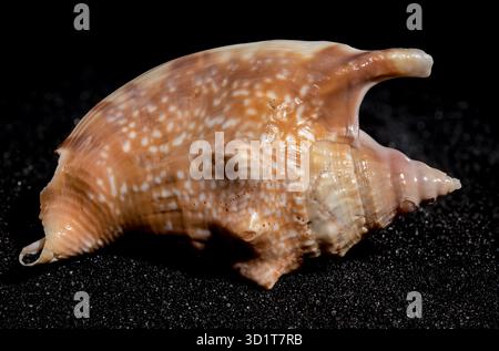 Strombidae Seashell on a black sand background Stock Photo