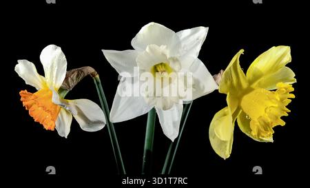 White and yellow daffodils on a black background Stock Photo