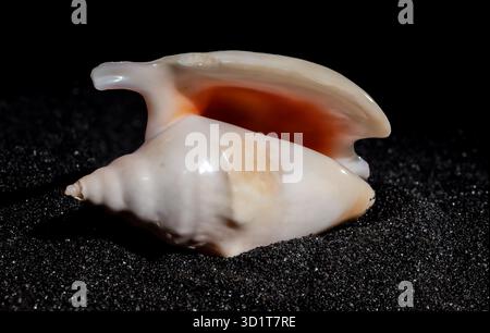 Strombidae Seashell on a black sand background Stock Photo