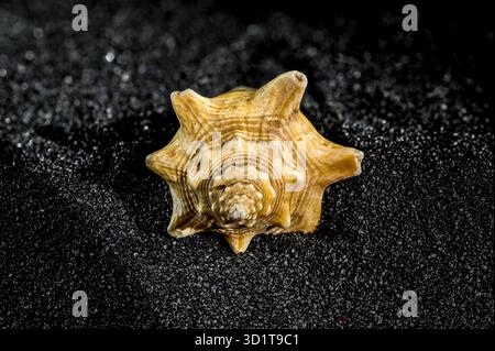 Strombus pugilis shell on a black sand background Stock Photo
