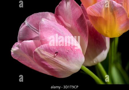 Pink tulips flowers on a black background Stock Photo