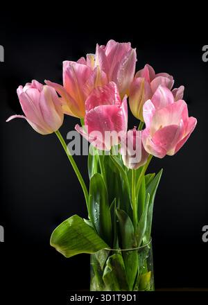 Pink tulips flowers on a black background Stock Photo
