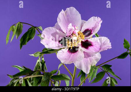 Blooming white and pink Rock’s peony on a purple background Stock Photo