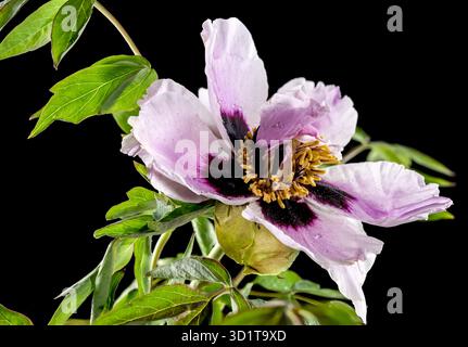 Blooming white and pink Rock’s peony on a black background Stock Photo