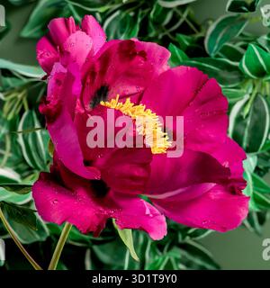 Blooming red peony on a green background Stock Photo