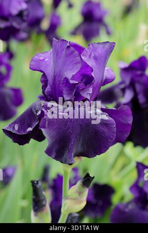 Iris Draco. Tall bearded iris 'Draco' striking deep purple flowers in late spring, early summer. UK Stock Photo