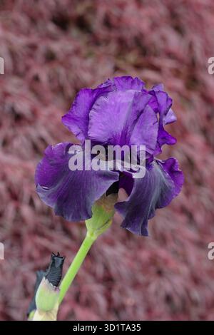 Iris Draco. Tall bearded iris 'Draco' striking deep purple flowers in late spring, early summer. UK Stock Photo
