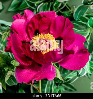 Blooming red peony on a green background Stock Photo