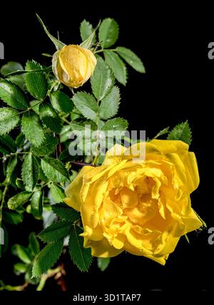 Blooming yellow Climbing rose Golden Showers on a black background Stock Photo