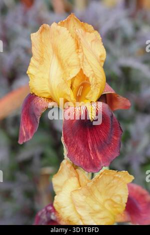 Iris germanica 'Sultan's Palace', tall bearded iris with striking maroon and golden flowers. Stock Photo