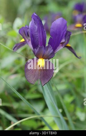 Iris hollandica Tigereye flower, purple falls and bright yellow eye marking in late spring. Stock Photo