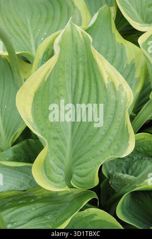 Hosta Victory plantain lily, herbaceous perennial with yellow edged glossy green leaves. Stock Photo
