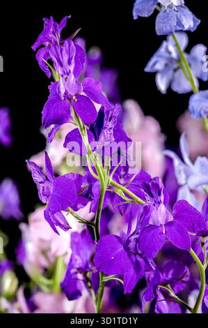 Blooming multicolored delphinium on a black background Stock Photo