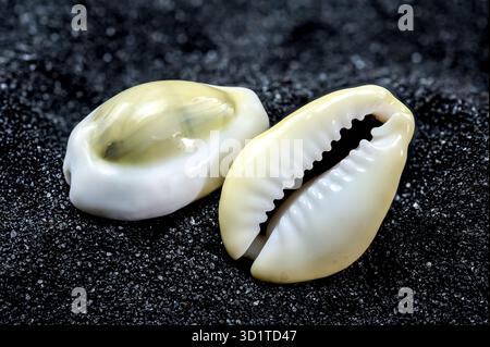 Cypraea annulus Seashell on a black sand background Stock Photo