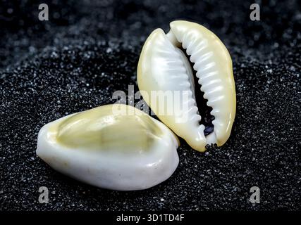 Cypraea annulus Seashell on a black sand background Stock Photo