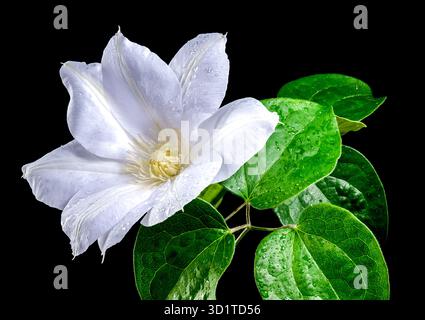 Blooming white clematis on a black background Stock Photo