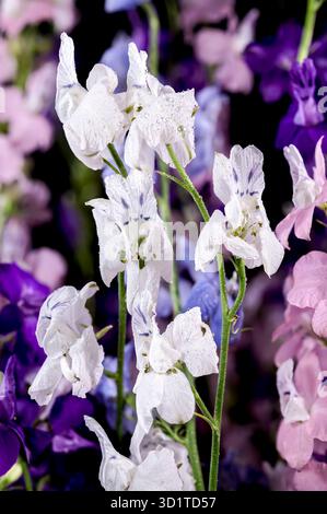 Blooming multicolored delphinium on a black background Stock Photo