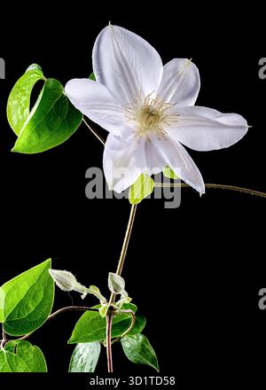 Blooming white clematis on a black background Stock Photo