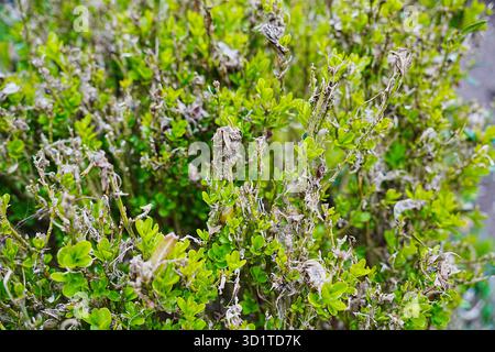 Box tree moth Stock Photo - Alamy