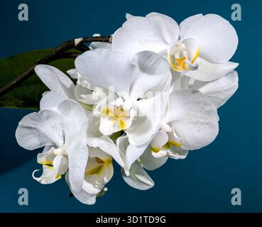 Blooming white orchid on a blue background Stock Photo