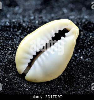 Cypraea annulus Seashell on a black sand background Stock Photo