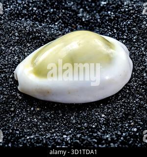 Cypraea annulus Seashell on a black sand background Stock Photo