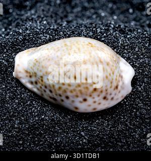 Cypraea annulus Seashell on a black sand background Stock Photo