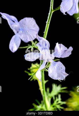 Blooming blue delphinium on a black background Stock Photo