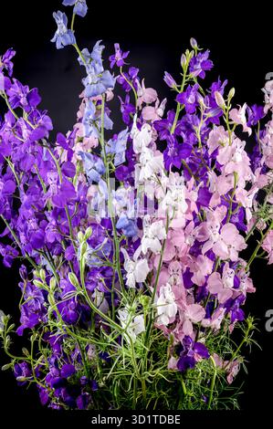 Blooming multicolored delphinium on a black background Stock Photo