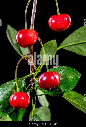 Wild cherry on a black background Stock Photo