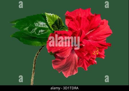 Double red hibiscus on a green background Stock Photo